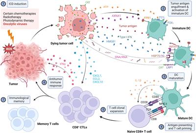 Frontiers | Immunogenic Cell Death: The Cornerstone Of Oncolytic Viro ...